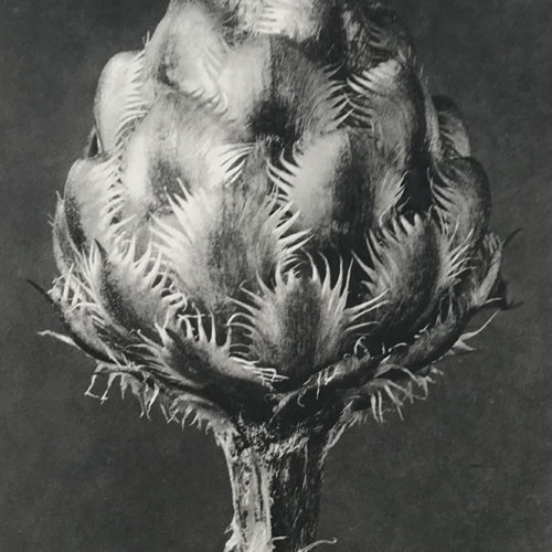 © Karl Blossfeldt : Centaurea Grecesina (Knapweed) GALERIE MIRANDA