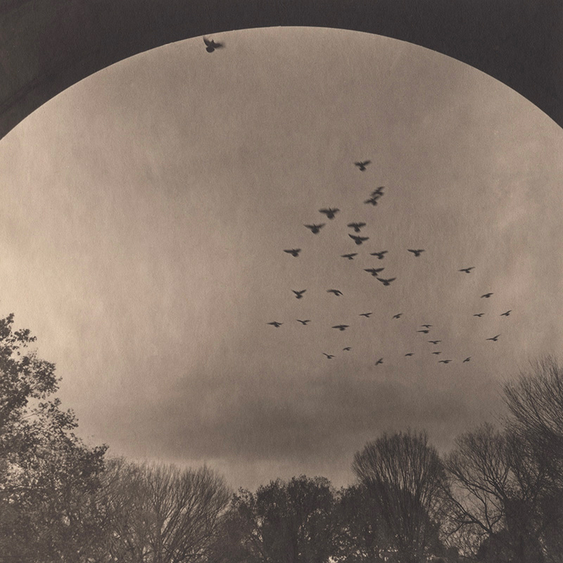 <h6> Central Park #42 © Takeshi Shikama </h6>